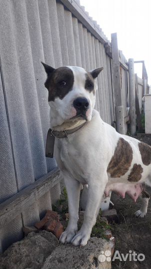 Щенки стаффа