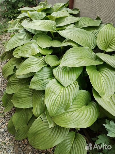 Хоста, седум, многолетние