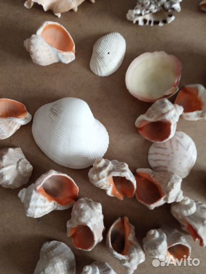 Ракушки рапаны морские