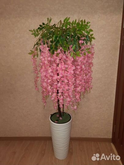 Дендробиум