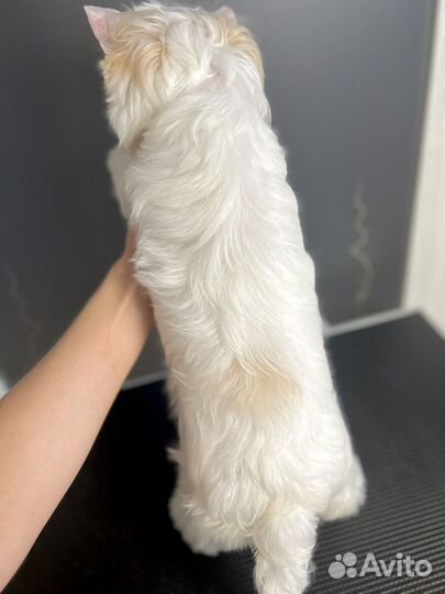 Белый йорк (девочка, стандарт)