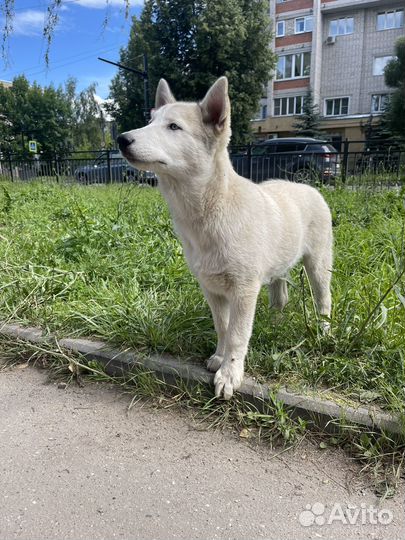 Щенок хаски мальчик