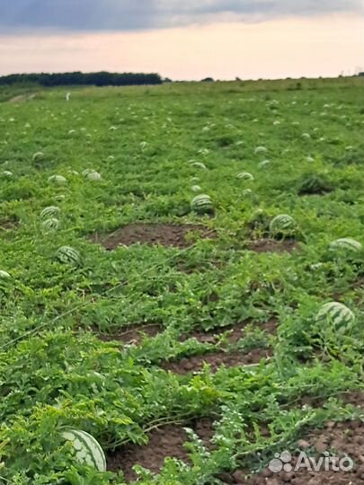 Арбуз продюсер