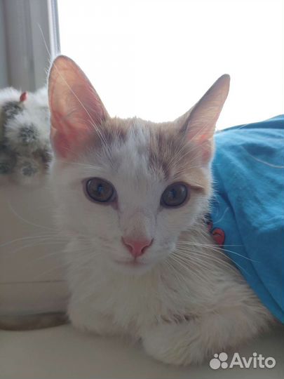 Котëнок