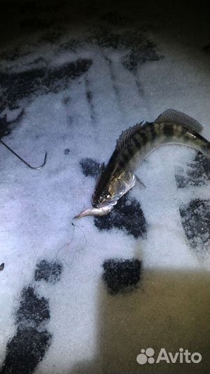 Рыбалка Астраханская обл