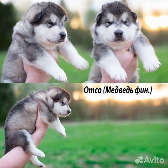 Аляскинский маламут щенки