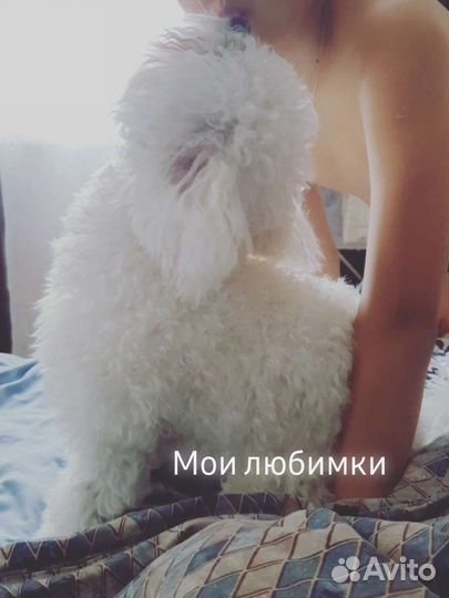 Болоньез итальянская болонка