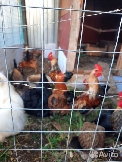 Декоративные петушки