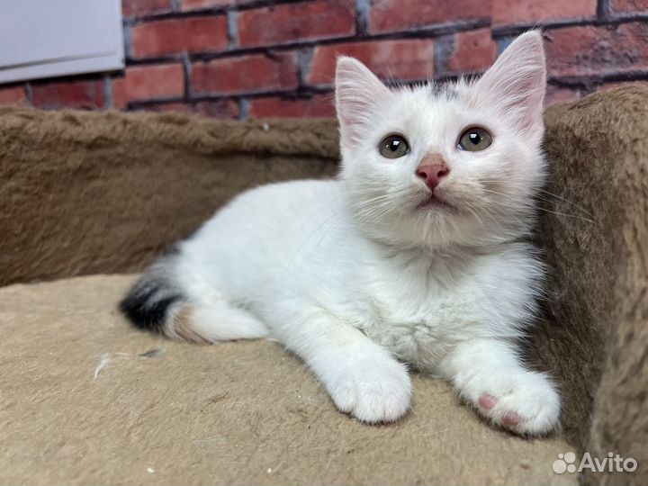 Котенок девочка Стеша 2,5 мес