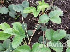 Усы виктории