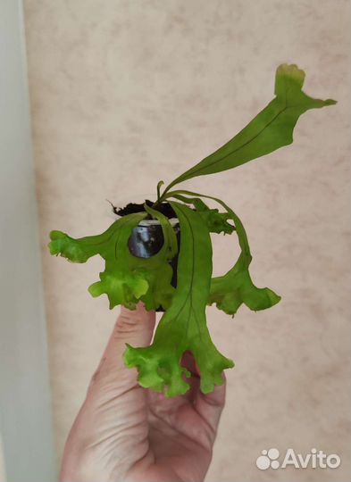 Микросорумы