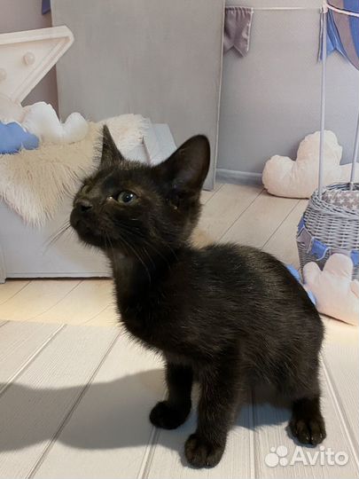 Котенок