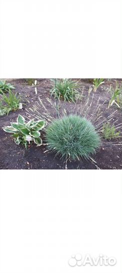 Овсяница сизая, почвопокровная