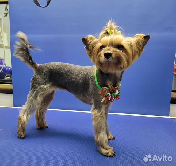 Груминг собак