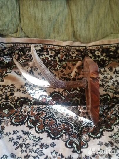 Продам рога лося