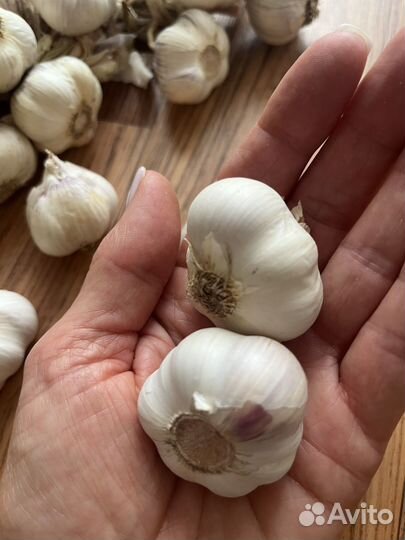 Чеснок семенной, яровой
