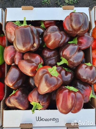 Семена овощных культур