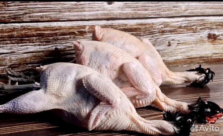 Мясо птицы фазана