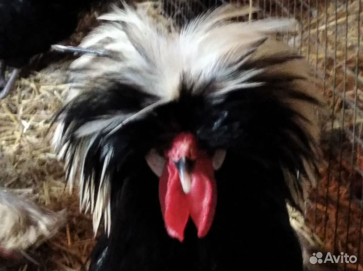 Куры, цыплята, фазанята