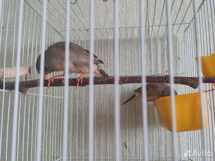 Зебровые амадины