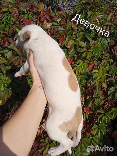 Щенки амстаффа