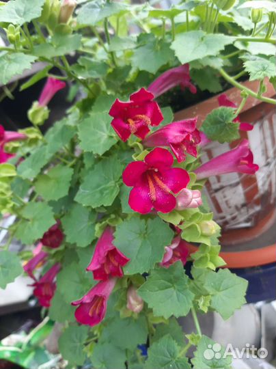 Лофосперум