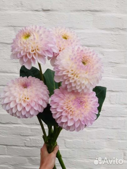 Клубни сортовых георгин