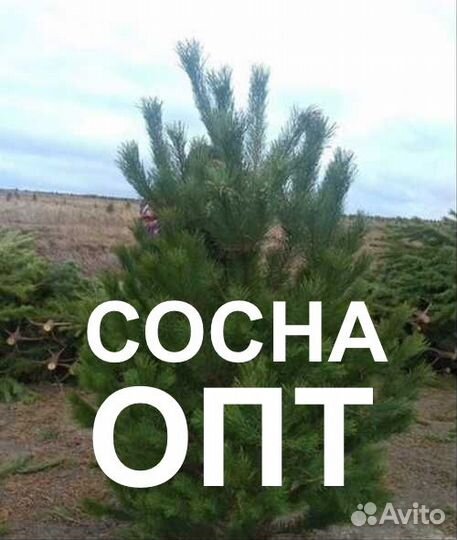 Сосна новогодняя оптом