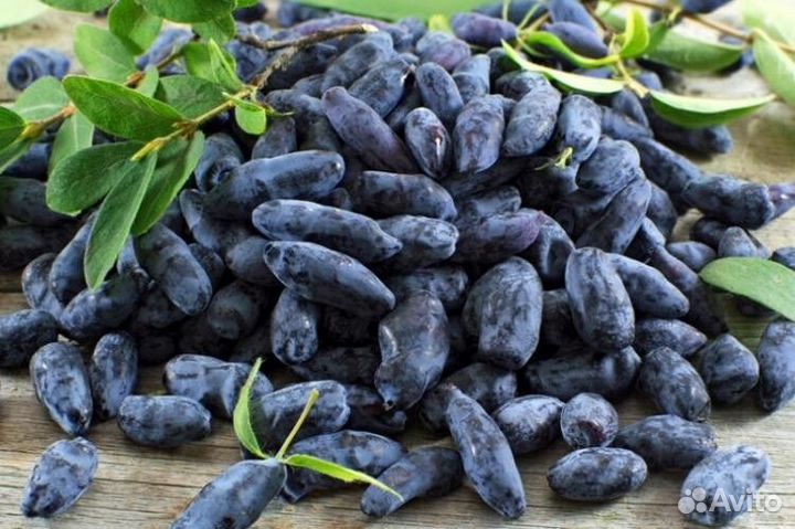 Жимолость Удача