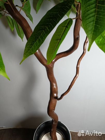 Манго искусственное дерево