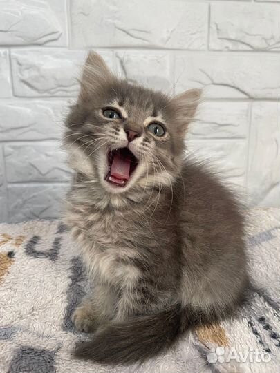 Сибирская кошка, еще ребёнок