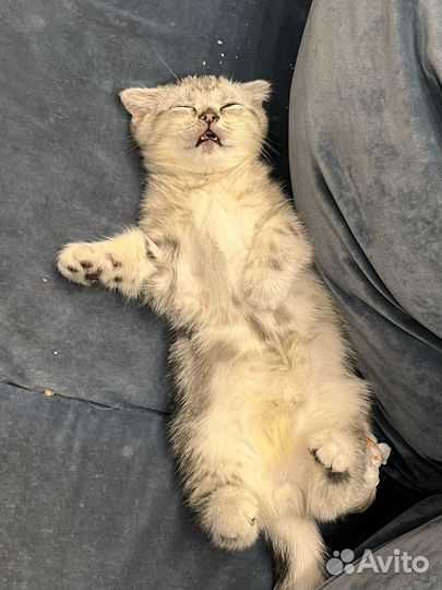 Британские котята