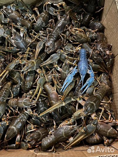 Живые раки оптом