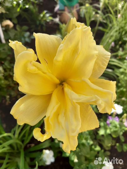 Многолетние цветы