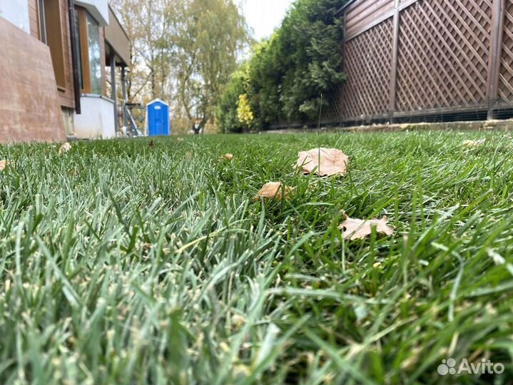 Рулонный газон 