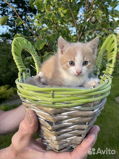 Котик в добрые руки