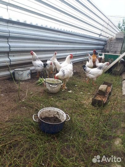 Молодые петушки