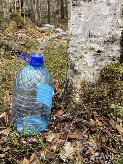 Берёзовый сок