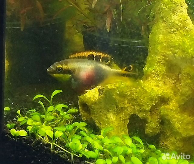 Пельвикахромис пульхера