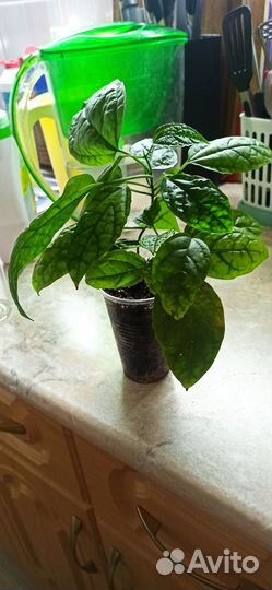 Клеродендрум госпожи томпсон