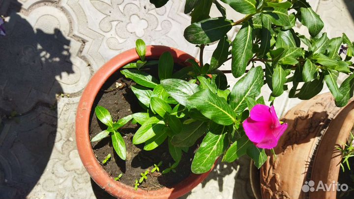 Катарантус