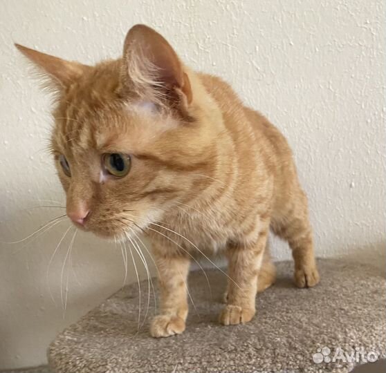 Рыжий кот