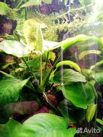 Анубиас, Криптокорина, Элодея, Роголистник