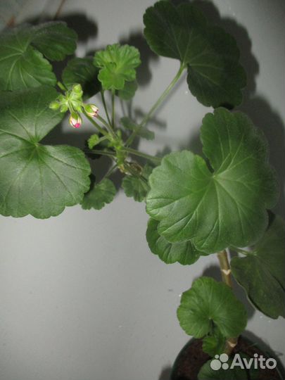 Комнатные цветы