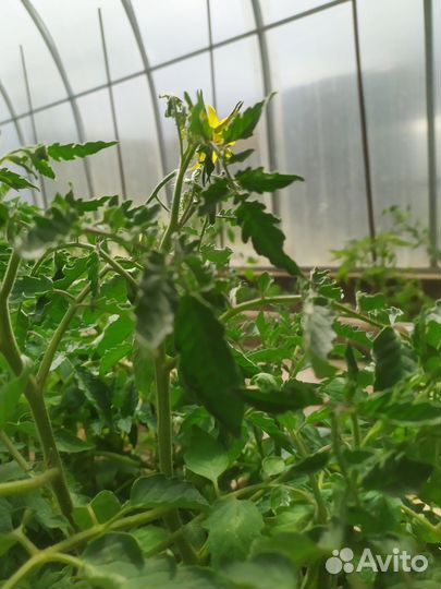 Рассада помидор