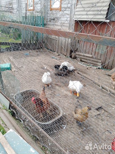 Утки муларды