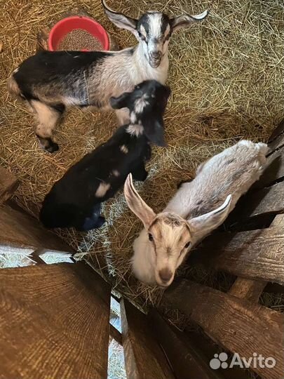 Козлята