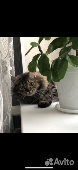 Кастрация и стерилизация животных на дому