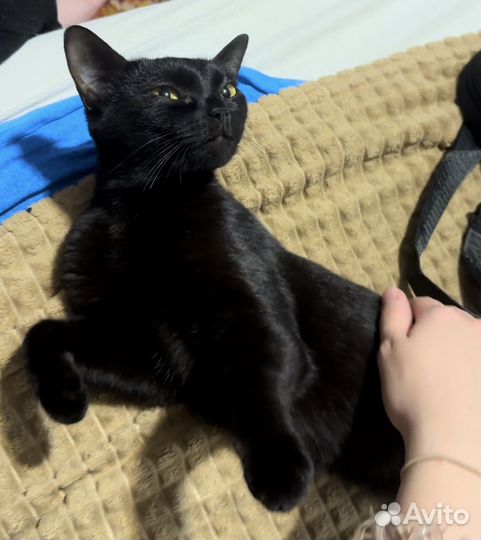Черная кошка