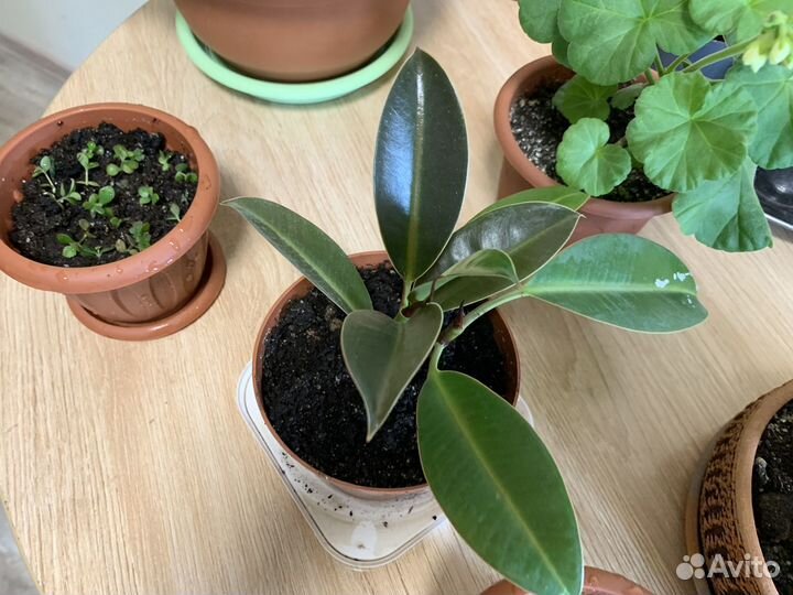 Комнатные растения